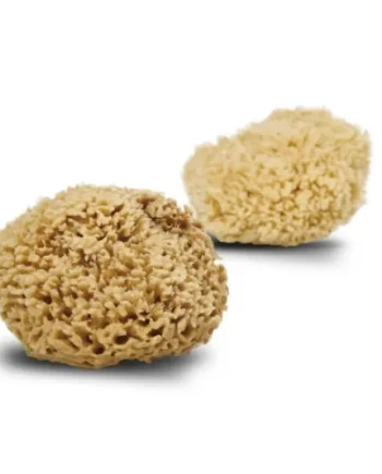Cocoon Natursvamp Honey Wool 13 14 Cm  1 Stk