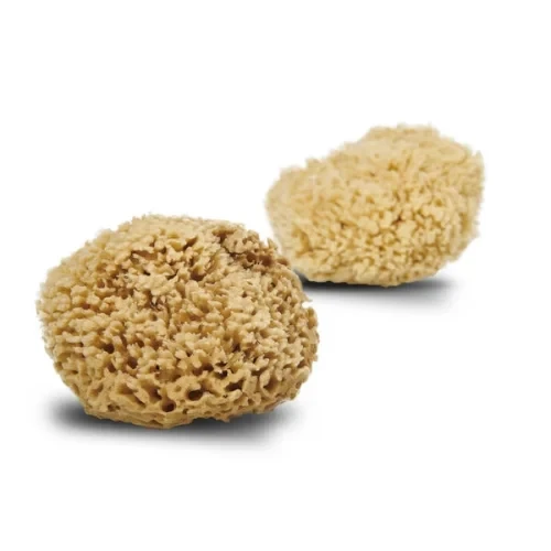 Cocoon Natursvamp Honey Wool 13 14 Cm  1 Stk