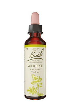 Bach Hunderose  10ml