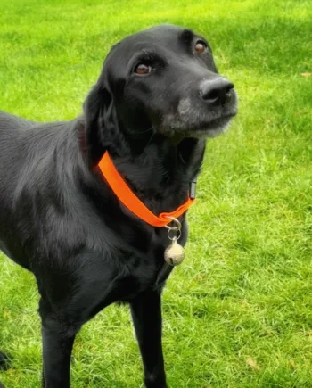 Messing Klokke Til Hundehalsbånd   Lille